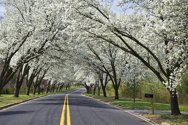 road through flowering trees in New Jersey